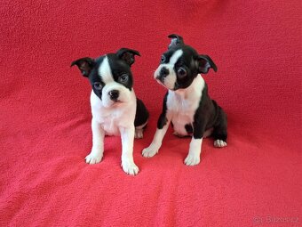 Bostonský teriér, Boston terrier - 3