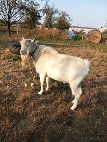 Pripousteni plemenným kozlem Bernd - 3