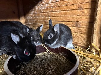 Zakrslý králík - 3