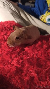 Skinny morčátka - 3