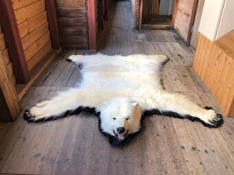 Pravá kůže z ledního medvěda - 3