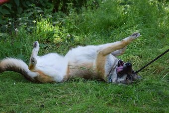 THELMA K ADOPCI - 2 roky, NO, přátelská mazlivka - 3