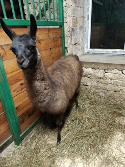 Lama Krotká - 3