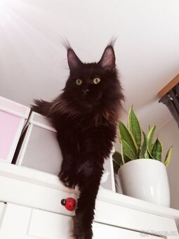 Krytí mainský mývalí kocour - 3