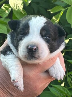 Miniaturni americký ovčák- štěňátka s FCÍ - 3