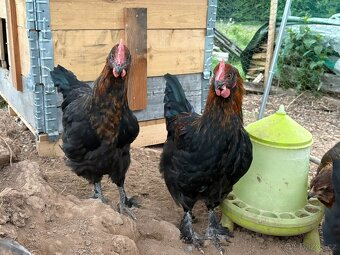 Prodam kohouty marans - 3