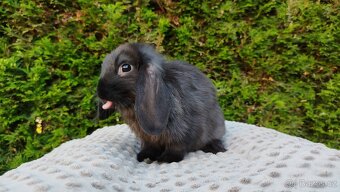 Zakrslý beránek, králíček, králík - PEGAS - 3