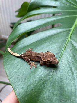 Pagekon řasnatý - Correlophus ciliatus - 3