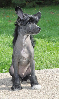 Čínský Chocholatý pes. Pejsek naháč  s PP - 3