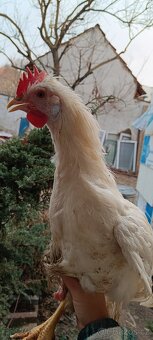 20.tydenni kohouti - 3