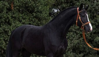 „Výjimečná černá mladá klisna na prodej.” - 3