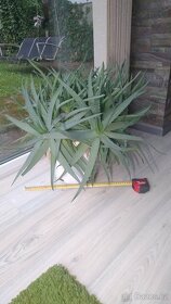 Aloe Vera - velká rostlina - 3