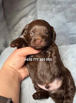 Maltipoo F1 Chocolate ‼️ 900€ / Graff - 3