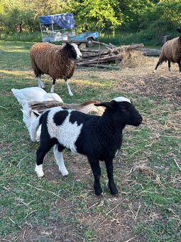 Ovce zwartbles s jehnětem - 3