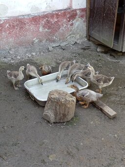 Prodám housata labuti - 3