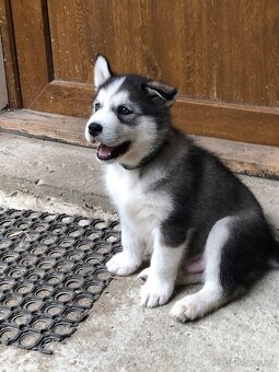 Sibiřský husky - 3