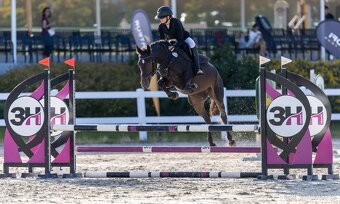 Perspektivní pony klisna do sportu - 3