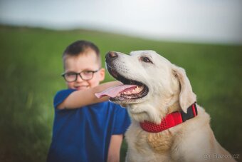 ZIGGY - Labrador 45 kg, 12 let - 3