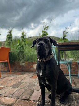 Cane Corso - štěňata bez PP - 3