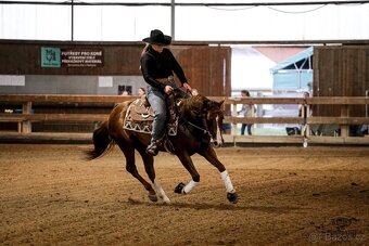2018 AQHA Hřebec na prodej - 3