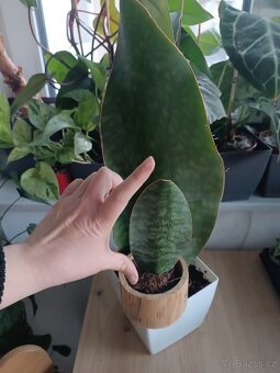 Sansevieria masoniana - 3