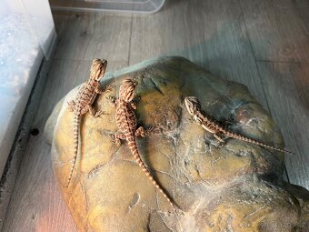 Agama Vousata - 3
