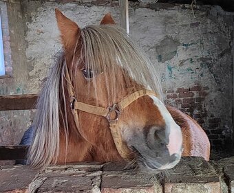 Klisnička Welsh pony, sekce B na prodej - 3