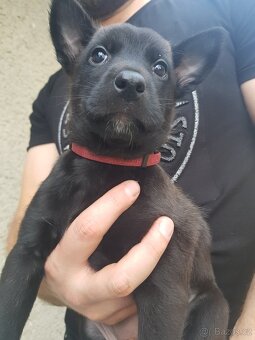 Belgický ovčák malinois - 3