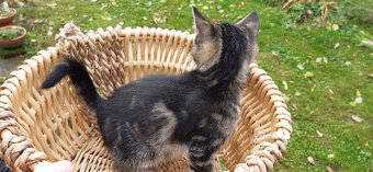 Darujeme kocourka - 3