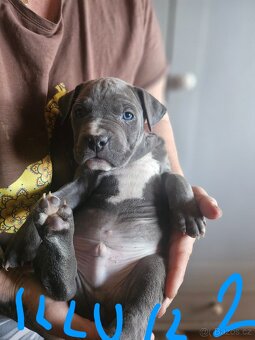 Štěňátka Pitbulla - 3