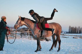 koně do sportu, chovu i k rekreaci - 3