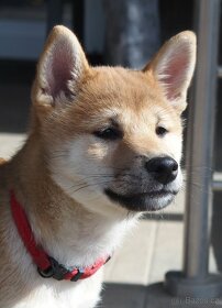 Sučka shiba inu s PP - 3