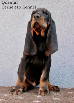Black and Tan Coonhound s PP FCI - 3