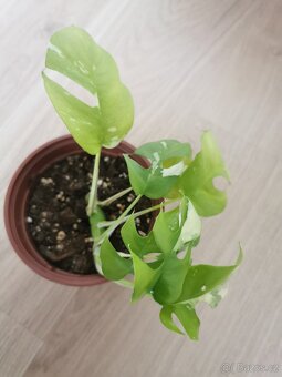 Rhaphidophora tetrasperma variegata - monstera minima var. - 3
