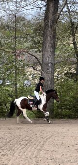 Skvělý 7mi letý pony B - 3