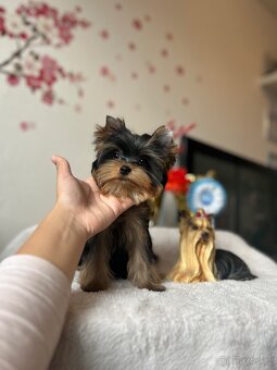 Yorkshire terrier, jork, jorkšírsky terier s PP - 3