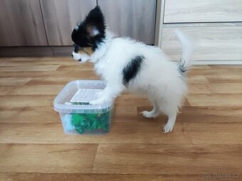 Papillon s PP - 3