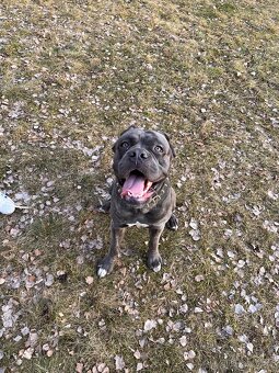 Cane Corso Ke Krytí s PP - 3
