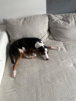 Daruji křížence Jacka Russela a Bígla - 3