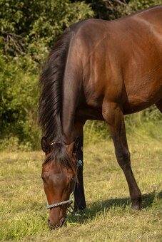 Paint horse hřebec - 3