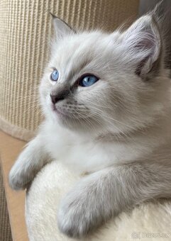 Ragdoll nádnehné koťátko bez PP - 3