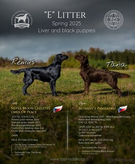Poslední dva kluci flat coated retrievera s PP, k okamžitému - 3