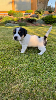 Štěňata Jack Russell teriér s PP - 3