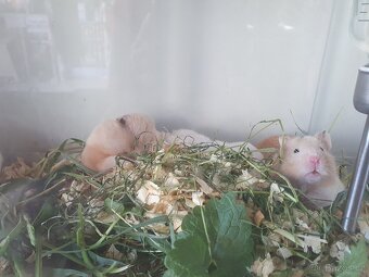 Křeček syrský zlatý - 3