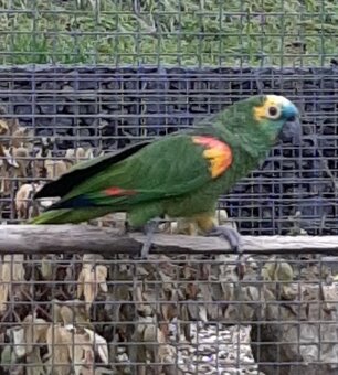 Amazoňan modročelý - 3