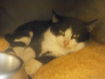 Černobílý, 3-4měsíční zatím nesmělý Toby hledá domov. - 3