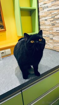 Britská kočička a kocourek s PP levně - 3