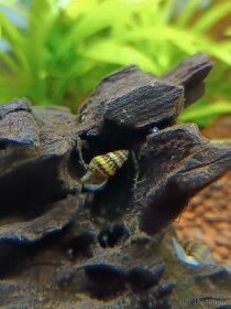 Surmovka vražedná - 3