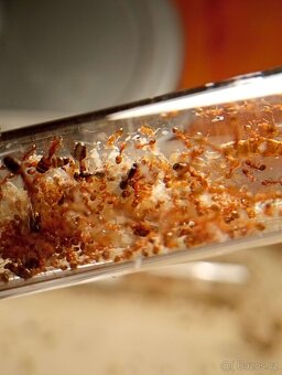 Mravenec faraon (Monomorium pharaonis) - 3