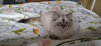 Ragdoll koťátka - 3